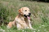 GOLDEN RETRIEVER 386